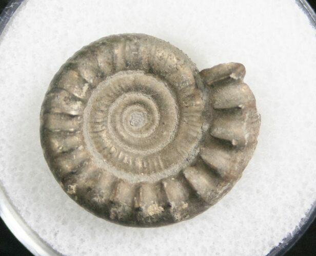 Pyrite Ammonite Bificeras - United Kingdom #8045